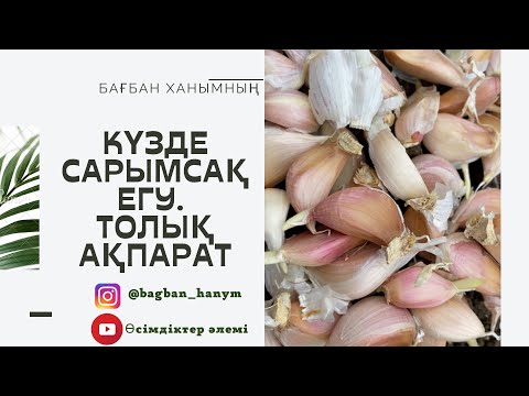 Видео: Сарымсақ егу. Қыстық сарымсақ егеміз.
