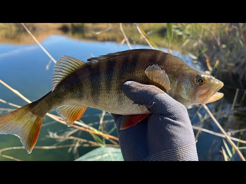 Видео: Искал Щуку а Нашёл Логово Окуней😱просто жесть  