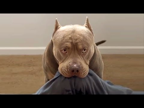 Видео: Питбуль - Смешные Питбули Видео - Приколы с Питбулями/Awesome Funny Pitbull Video