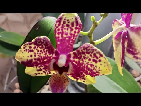 Видео: 17.09.2025. ГРАНДИОЗНАЯ ПЕРЕСАДКА ПОДРОСТКОВ 🌺☀️🥰