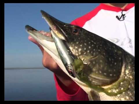 Видео: волкеры. Megabass Giant Dog-X  Loco Perro Pontoon 21