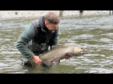 Видео: ЧАВИЧА - тихоокеанський лосось.