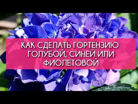 Видео: Как изменить цвет гортензии. Голубая, синяя, фиолетовая гортензия: важные условия окрашивания, сорта