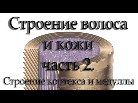 Видео: Строение волоса и кожи. Часть 2. Кортекс и Медулла.