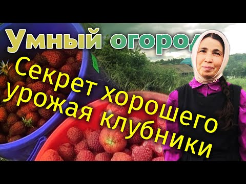 Видео: Как получить хороший урожай клубники? Рецепт десерта. Умный огород монахини Евфросинии.