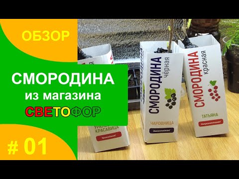 Видео: Смородина из СВЕТОФОРА. Стоит ли покупать?