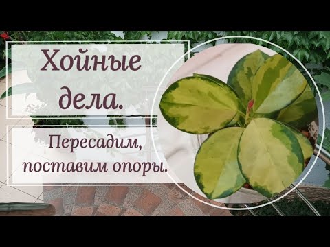 Видео: Хойные дела! Пересадим, поставим опоры.