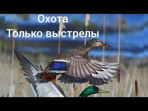 Видео: охота на утку. только выстрелы. нарезка. иж 58, ремингтон 870, ата нео 12