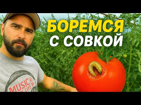 Видео: Мой МЕТОД борьбы с СОВКОЙ | гусеница СЪЕДАЕТ  ПОМИДОР  