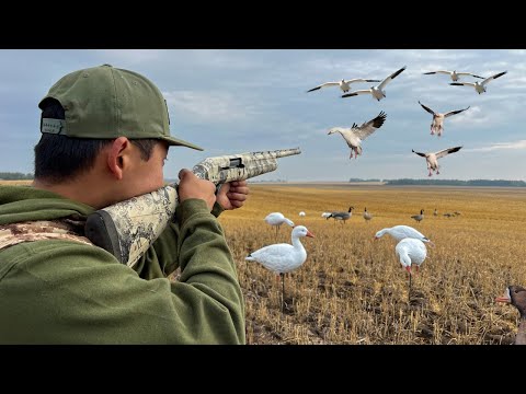 Видео: БЕЗУМНАЯ охота на снежного гуся на пшеничном поле! (74 ПТИЦЫ ПОТЕРЯЛИ)
