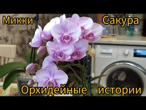 Видео: Все о Микки Сакура. Отвечаю на ваши вопросы. Несбыточные ожидания...