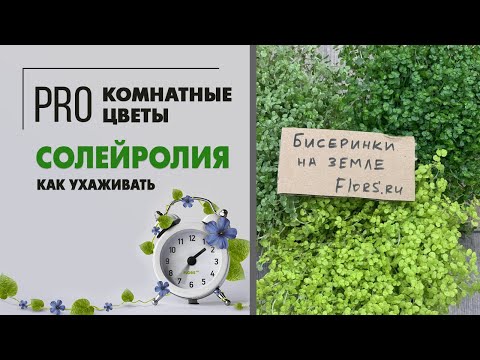 Видео: Солейролия - комнатный цветок с нежнейшими листиками. Почвопокровное изящное растение.