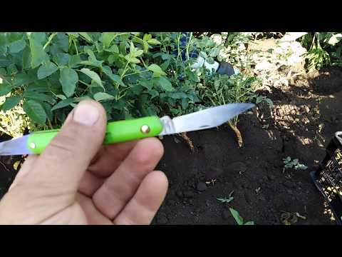 Видео: Окулировка розы на шиповник!!! Размножение розы!!! Мастер класс!!!