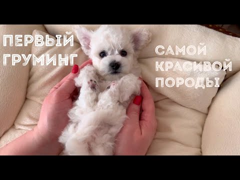 Видео: Первый домашний груминг для самых маленьких щенков бишон фризе, основные правила.