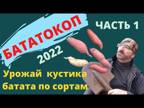 Видео: Урожайность кустика батата 2022. Урожайность по сортам батата. БАТАТОКОП ЧАСТЬ 1