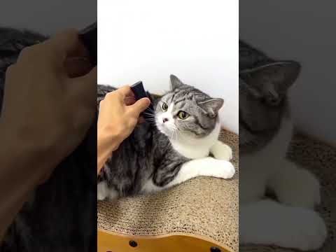 Видео: 3 подборки смешных котикаф