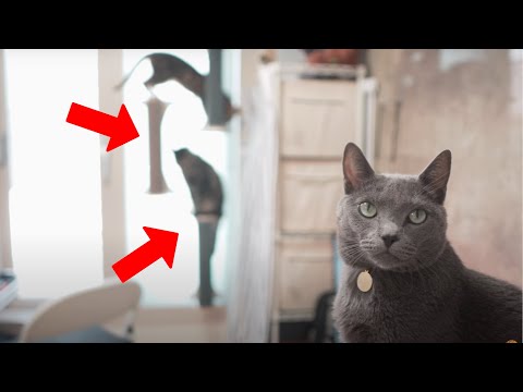 Видео: ПЕРЕСТАНЬТЕ покупать кошачьи башни — используй вместо этого это!