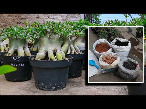 Видео: Эти 2 материала должны присутствовать в среде для выращивания адениума. Бонсай из розы пустыни