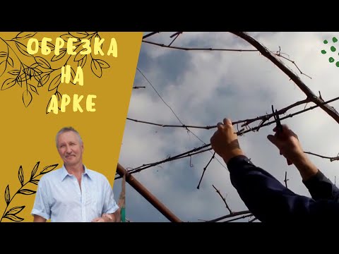 Видео: Обрезка на арке виноградного куста.