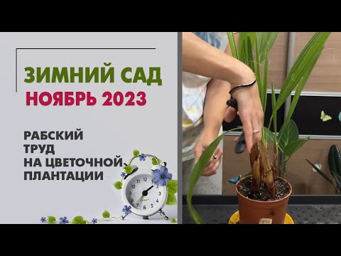 Видео: Зимний сад. Ноябрь 2023. Мирт, цитрус, папоротники, радермахеры. Рабский труд на цветочной плантации