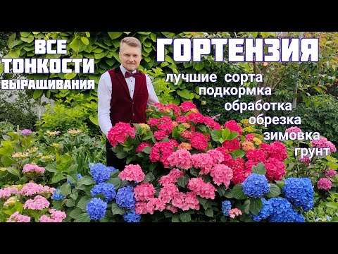 Видео: 👑Полная ИНСТРУКЦИЯ по выращиванию ГОРТЕНЗИИ крупнолистной 👑 ЦВЕТЕНИЕ нашего САДА 👑