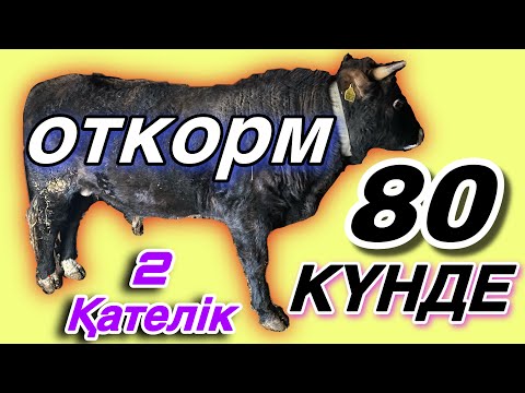 Видео: 80 Күнде БҰҚА бордақылау! Тез семірту.