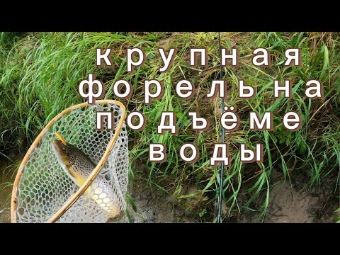 Видео: крупная форель на подъёме воды