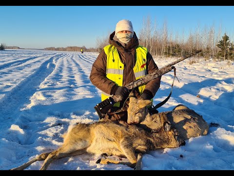 Видео: СУПЕР ОХОТА!!! Загонная охота на #КОСУЛЮ #КАБАНСВЫШКИ