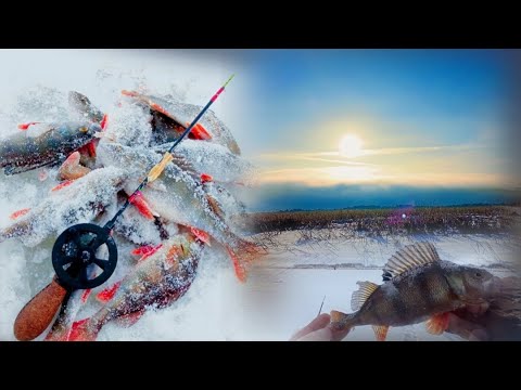 Видео: РЫБАЛКА НА СВИРИ В ФЕВРАЛЕ.