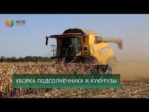 Видео: Уборка подсолнечника/Уборка кукурузы/Урожайность в условиях засухи 2024/Неурожай/Сев озимого рапса