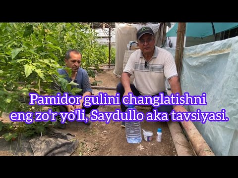 Видео: Пaмидор гулини чанглатишни энг зўр йўли, Сайдулло ака тавсияси.