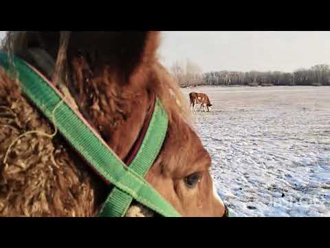 Видео: Коровы пасутся,лошади кидают.