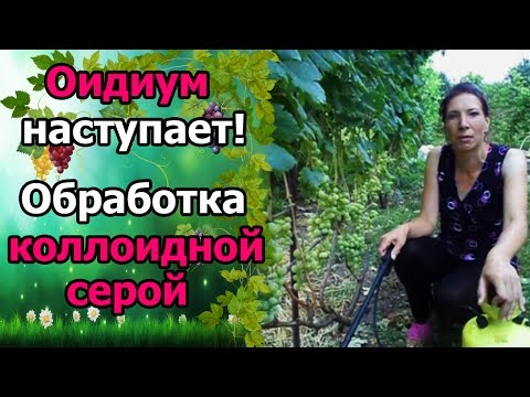 Видео: 🍇#Оидиум. #ОбработкаВинограда коллоидной серой.