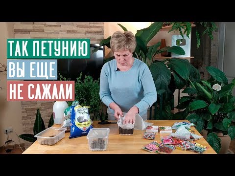 Видео: СЕЗОН 2020: Сажаем ПЕТУНИЮ и КАЛИБРАХОА! РЕЗУЛЬТАТ ВАС ПОРАЗИТ/ Садовый гид