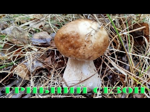 Видео: ГРИБНИЙ СЕЗОН НАБИРАЄ ОБЕРТІВ ...  7 .10 .2025Р . ГРИБНЕ АСОРТІ...
