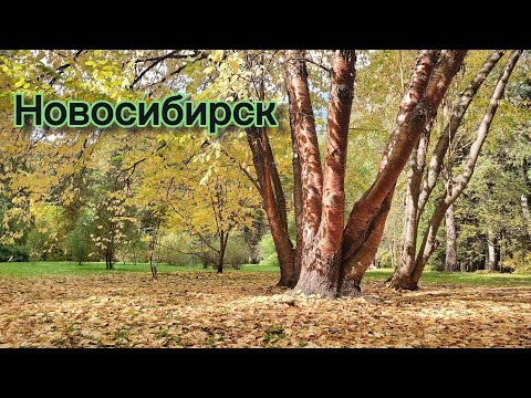 Видео: Природа Новосибирска | 17-21 сентября 2023