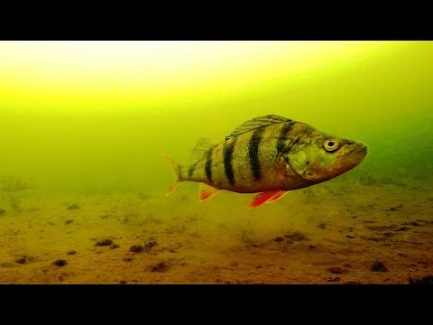 Видео: Подводные съемки / Реакция окуня на балду