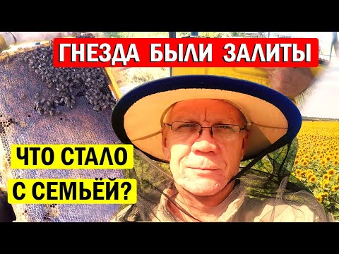 Видео: Какой СИЛЫ ПЧЕЛОСЕМЬИ должны ИДТИ в Зиму? ОЦЕНКА силы пчелиной семьи.