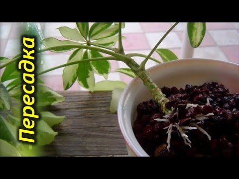 Видео: Как правильно пересадить или посадить Шеффлеру. Пересадка Шеффлеры.