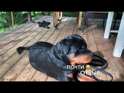 Видео: Дрессировка ротвейлера.С Вами кинолог Наталья Севостьянова и «Мир глазами собак «