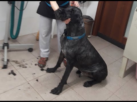 Видео: Стрижка русского чёрного терьера РЕЙВ, 11лет