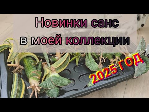 Видео: Обзор новых сансевиерий в моей коллекции. Распаковка санс с Тайланда. 2025 год, апрель.