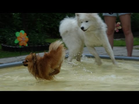 Видео: ДТ - 381. Урок в акватории для папильонов и шпицов: весело и мокро