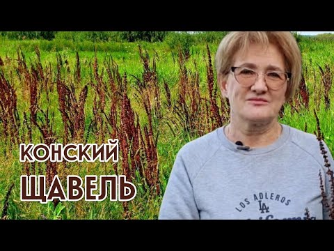 Видео: КОНСКИЙ ЩАВЕЛЬ – НЕТ ПОНОСАМ!