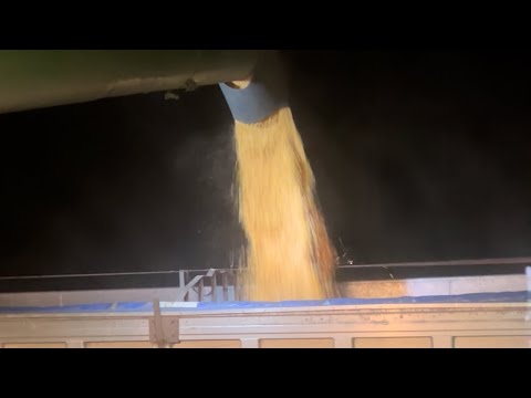 Видео: Жнива кукурудзи 2025