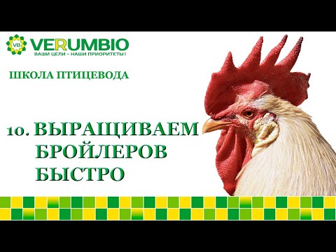 Видео: Как вырастить бройлеров быстро и много