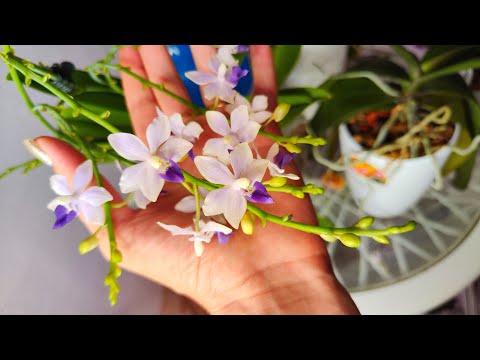 Видео: ОБЯЗАТЕЛЬНО СДЕЛАЙ ЭТО в АВГУСТЕ и ОРХИДЕЯ ПЫШНО ЗАЦВЕТЁТ, ГОРШОК ПОРВЕТ