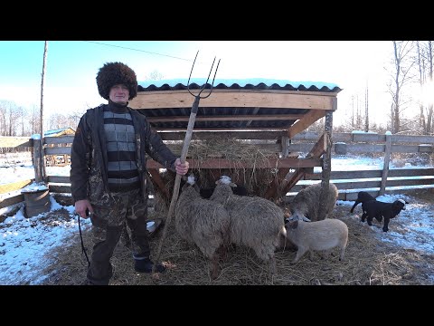 Видео: ХУТОР в ЛЕСУ на КРАЮ БОЛОТА. ТРИ ГОДА ЖИВУ в ЛЕСУ. КАК ИЗМЕНИЛСЯ ХУТОР! №227
