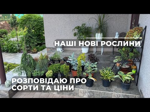 Видео: Наші нові рослини. Розповідаю про сорти та ціни