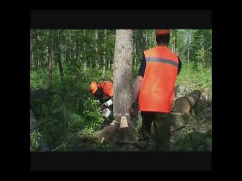 Видео: Ролик Приморского Гока.wmv